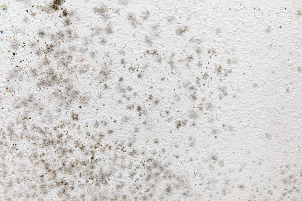 Best Mold Removal for HVAC Installations  in Post, TX