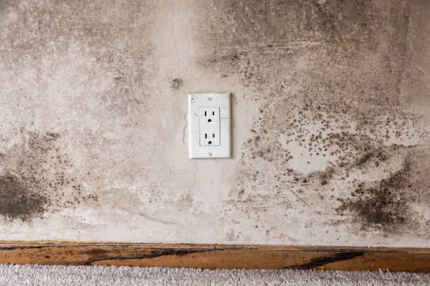 Best Biohazard Mold Removal  in Post, TX