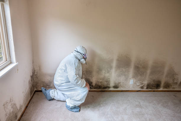 Reliable Post, TX Mold Removal Solutions
