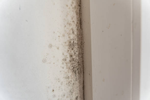 Best Real Estate Mold Inspection  in Post, TX