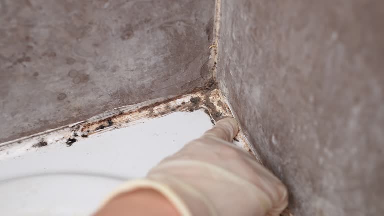 Best Mold Remediation for Healthcare Facilities  in Post, TX
